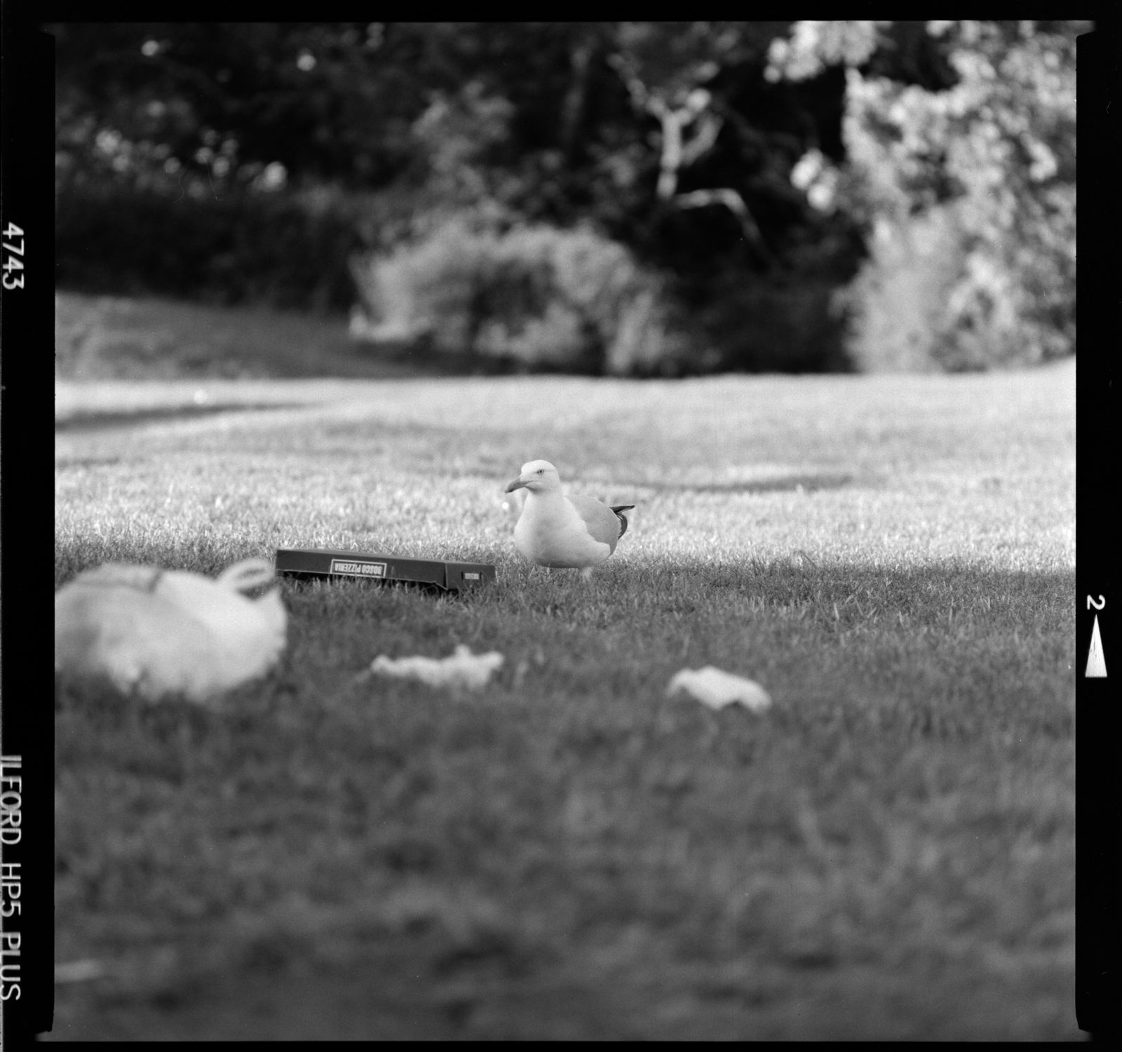 Ilford HP5