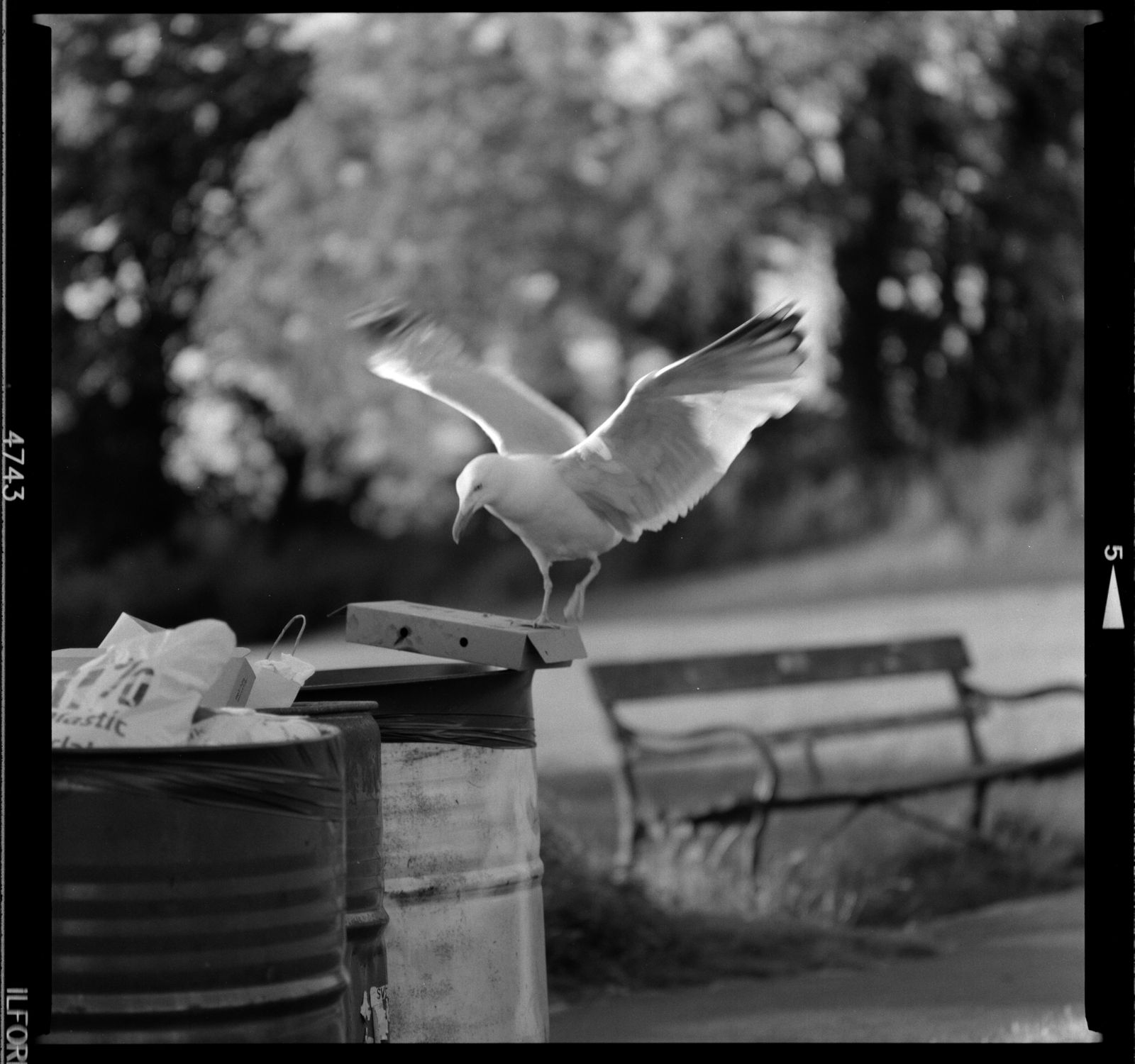 Ilford HP5