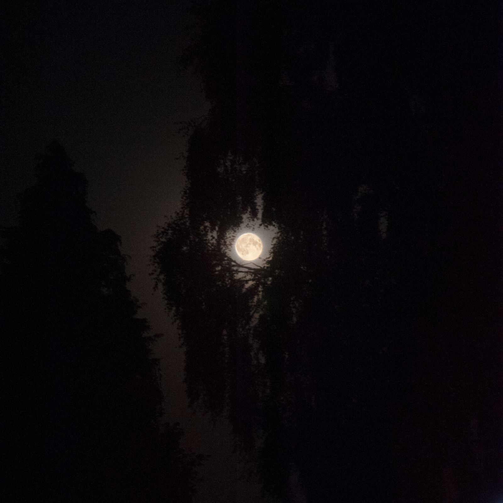 Moon Trees